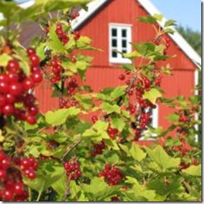 412644_currant_berries_4