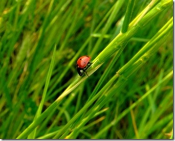 ladybug