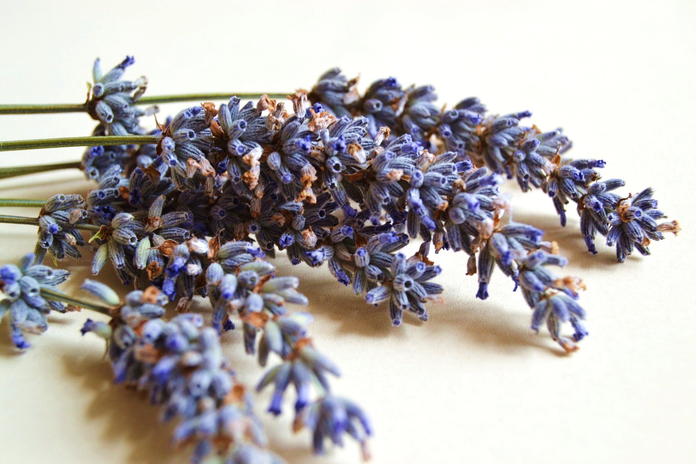 lavanda essiccata - BabyGreen