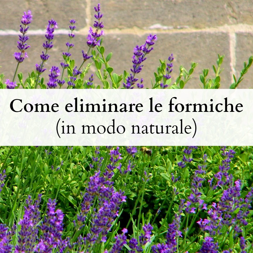 Come eliminare le formiche (in modo naturale) babygreen Eliminare formiche in casa