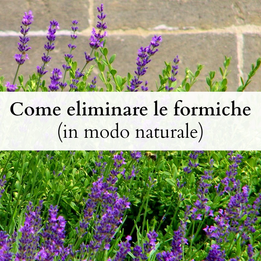 Come Eliminare Le Formiche In Modo Naturale Babygreen