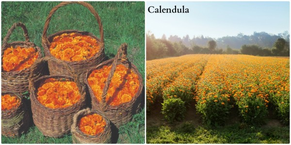 CALENDULA