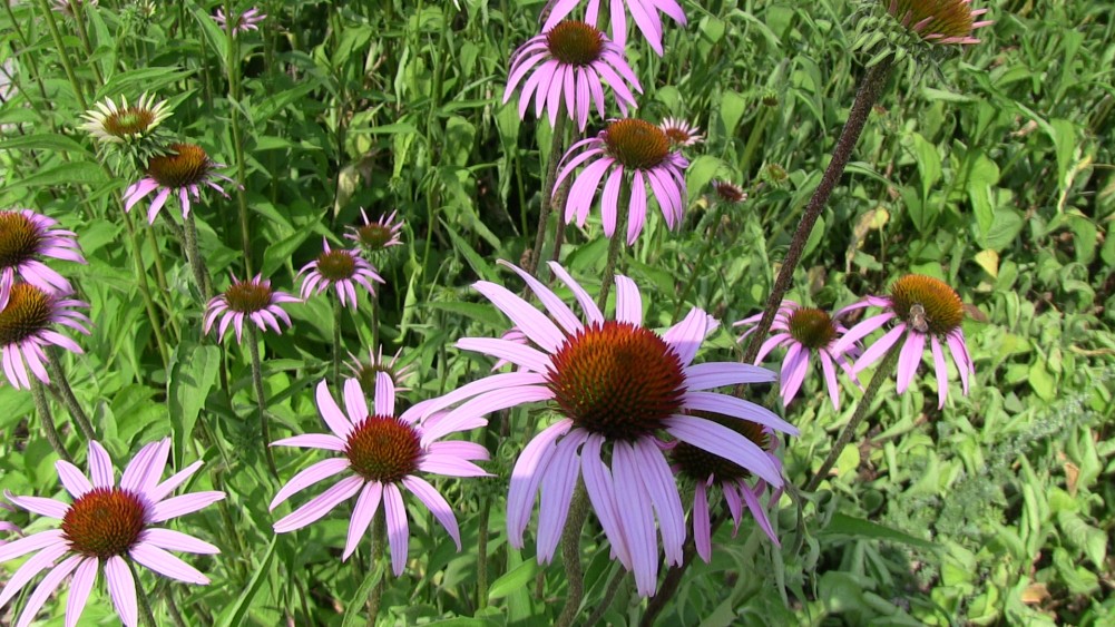 Echinacea_purpurea_FL