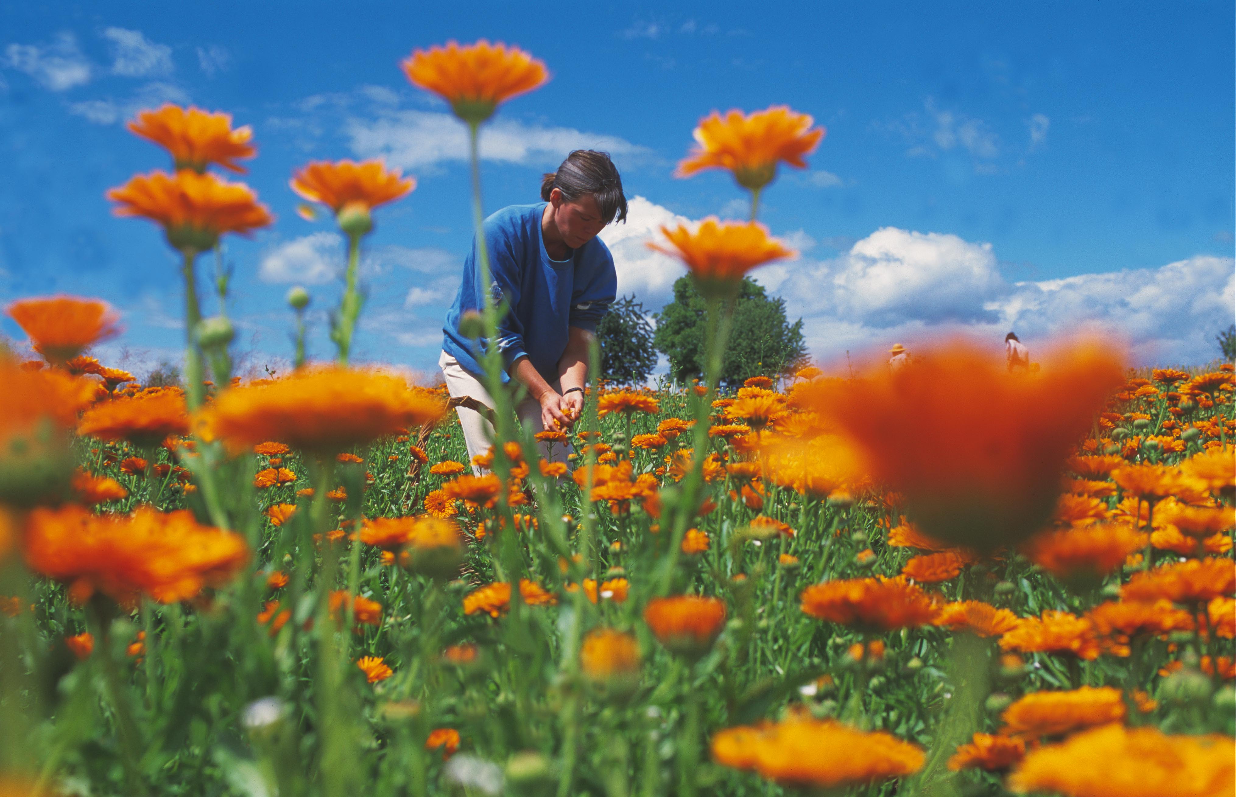 calendula