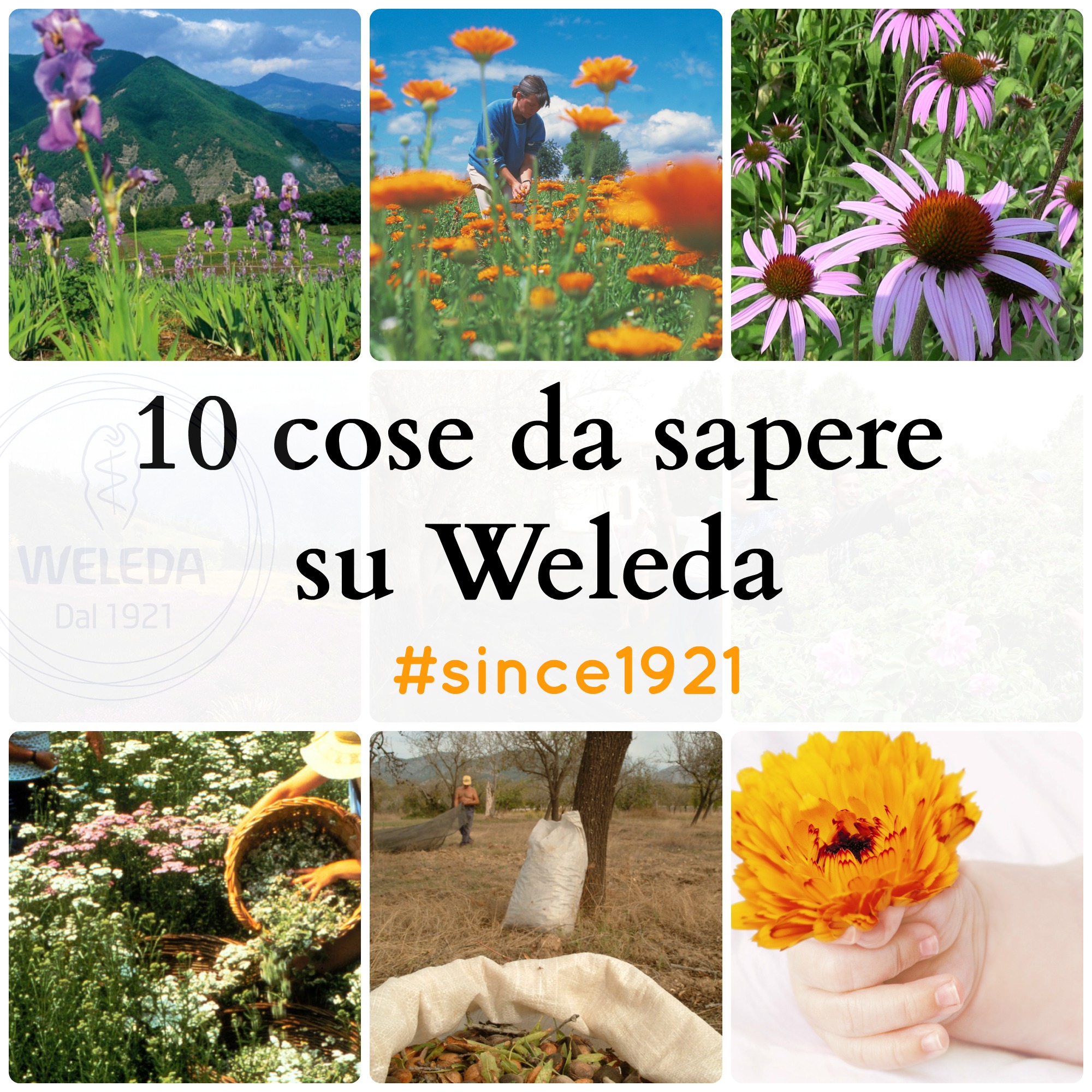 weleda