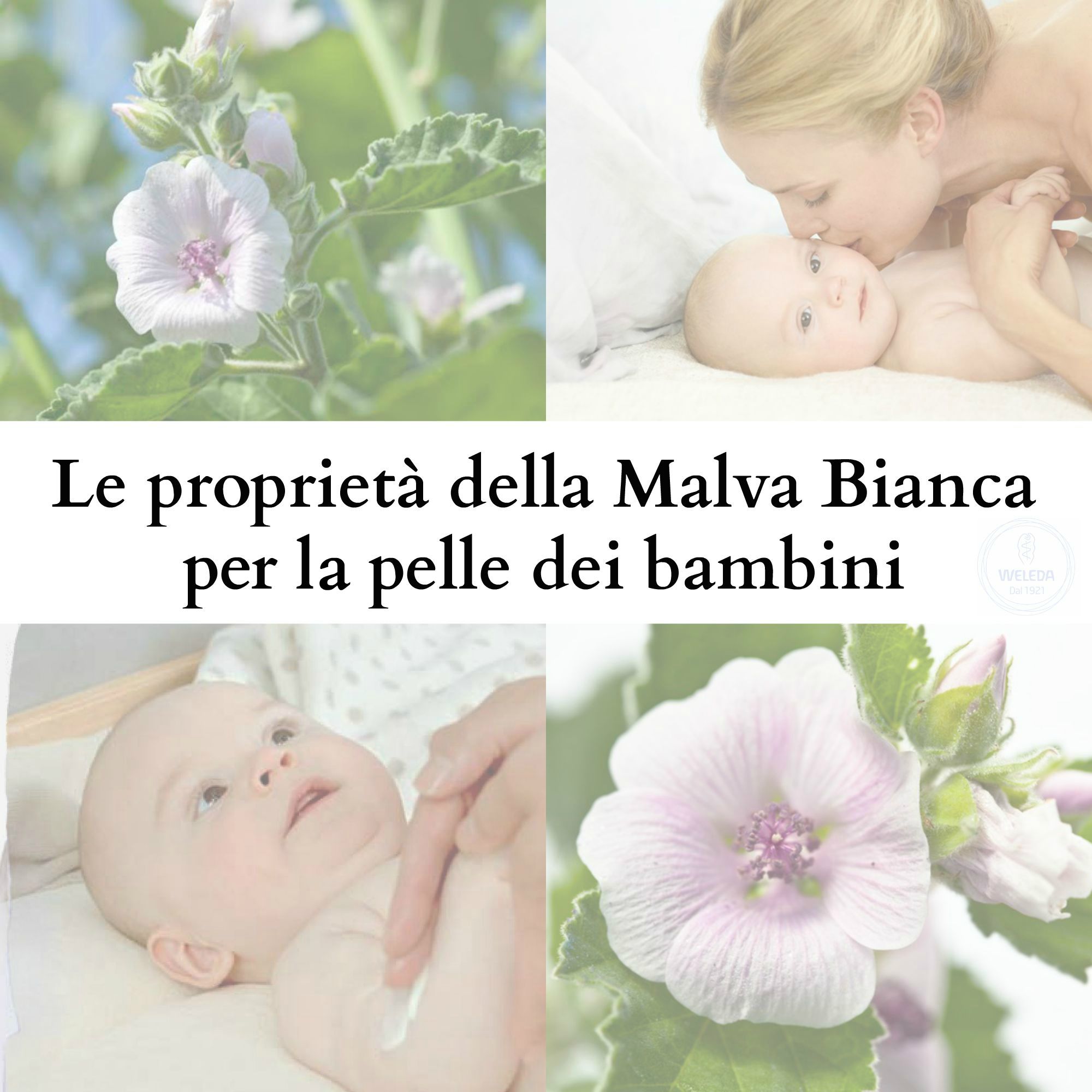 proprietà-malva-bianca-2