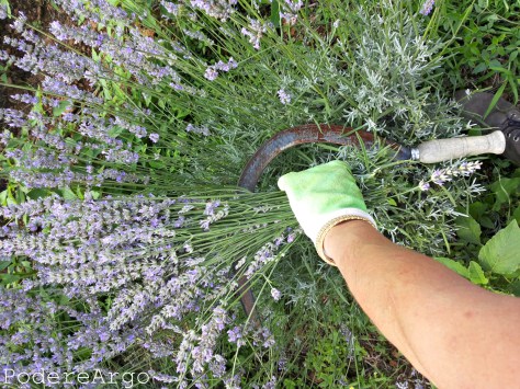 LAVANDA