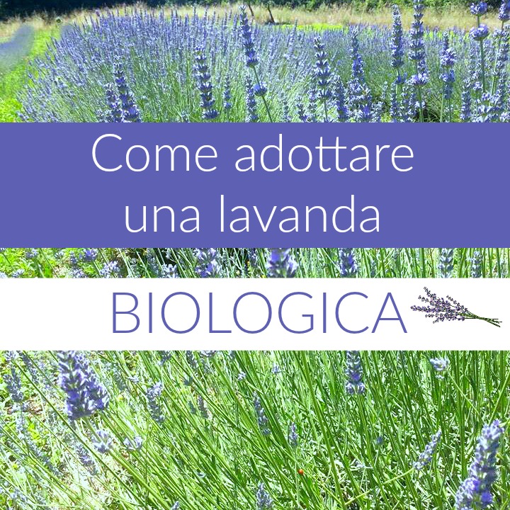 adottare-lavanda-biologica