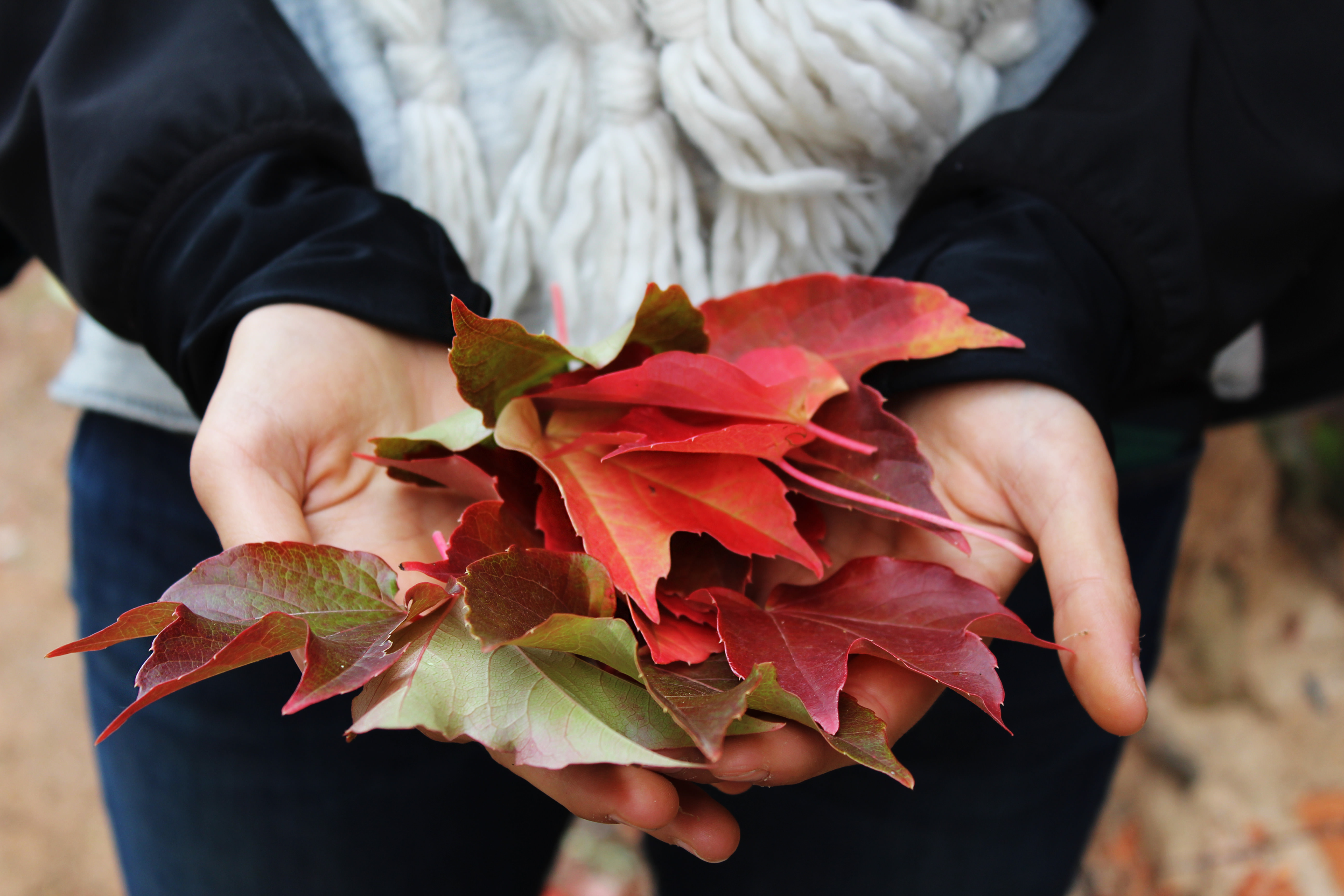 autunno-foglie