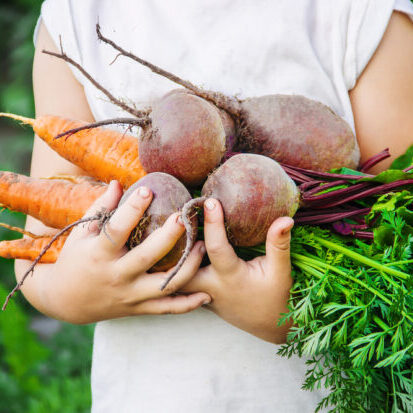 organic homemade vegetables harvest carrots and beets in the hands of a child. Selective focus. nature.